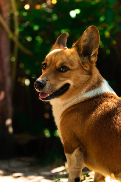 Welsh corgi against the background of green thickets on a sunny sunset day in the backyard - Photo, Image
