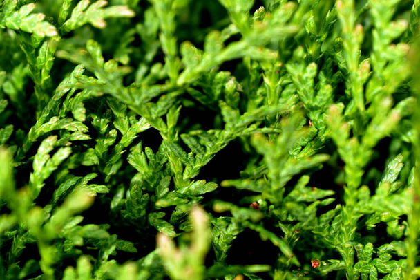 branches of green thuja close-up - Photo, Image