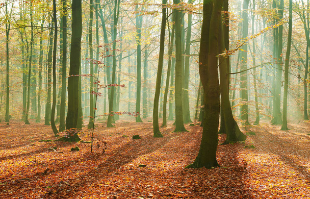 Autumn morning in old forest - Photo, Image