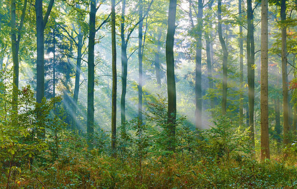 Manhã de outono na floresta velha - Foto, Imagem