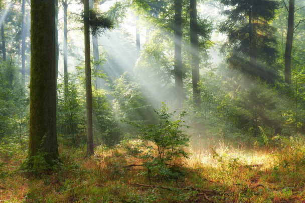 Eski ormanda sonbahar sabahı - Fotoğraf, Görsel