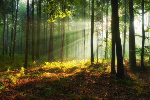 Schöner Morgen im Wald - Foto, Bild