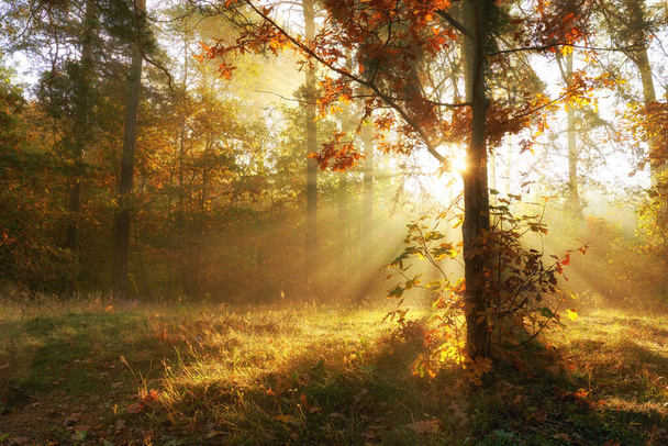 podzimní ráno v lese - Fotografie, Obrázek