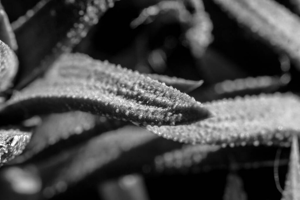 macroshot preto e branco de textura de folha de planta carnuda - Foto, Imagem