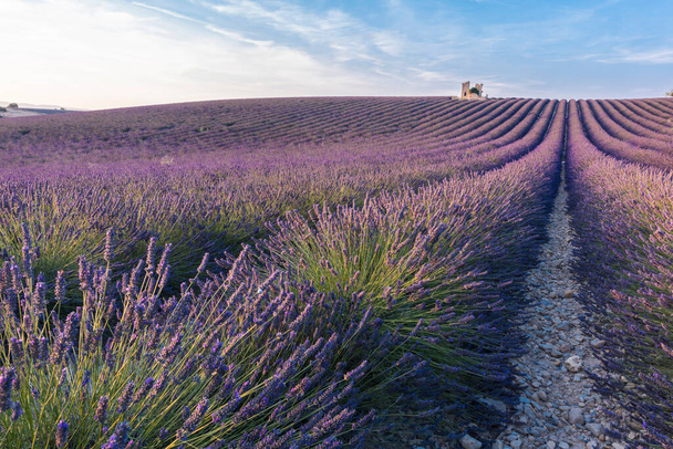 Egy gyönyörű lila levendula sorai Valensole-ban. Provence, Franciaország - Fotó, kép