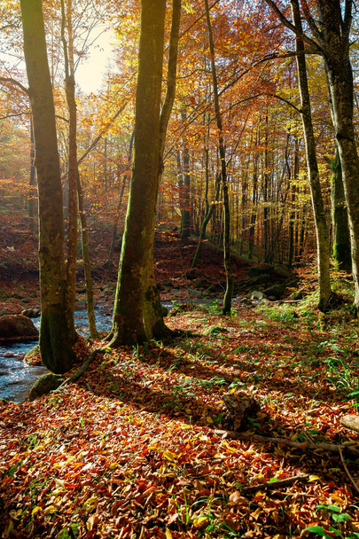 trees on the bank on the mountain river. forest stream among the forest in colorful foliage. sunny autumn weather - Foto, Imagem