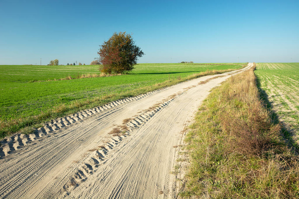 Песчаная дорога через зеленые поля и одинокое дерево, солнечный день октября - Фото, изображение