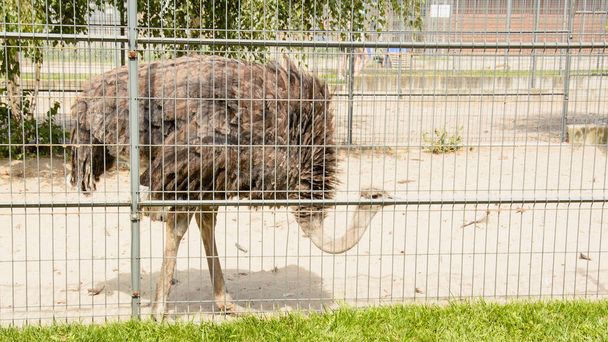 Grande avestruz Africano caminha em uma fazenda de pássaros - Foto, Imagem