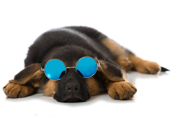 Duitse herder puppy slapen met zonnebril geïsoleerd op wit - Foto, afbeelding