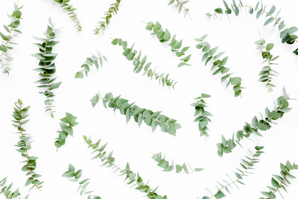 Pattern with green leaves eucalyptus populus isolated on white background. Flat lay, top view - Photo, image