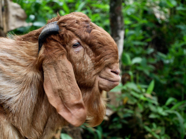 Cabeza de una cabra macho Jamnapari de color marrón. Esta raza de cabras se originan en el subcontinente indio. Primer plano con espacio de copia. - Foto, imagen