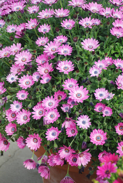 Vaaleanvioletti osteospermum tai dimorphotheca kukkia kukkapenkkiin, violetti kukkia - Valokuva, kuva
