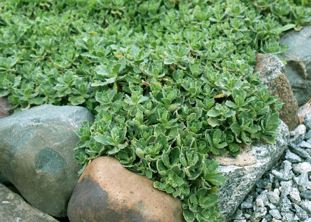 Aubrieta növény közel - up view - Fotó, kép