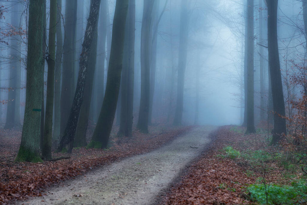 Mattinata nebbiosa nella foresta di faggi - Foto, immagini
