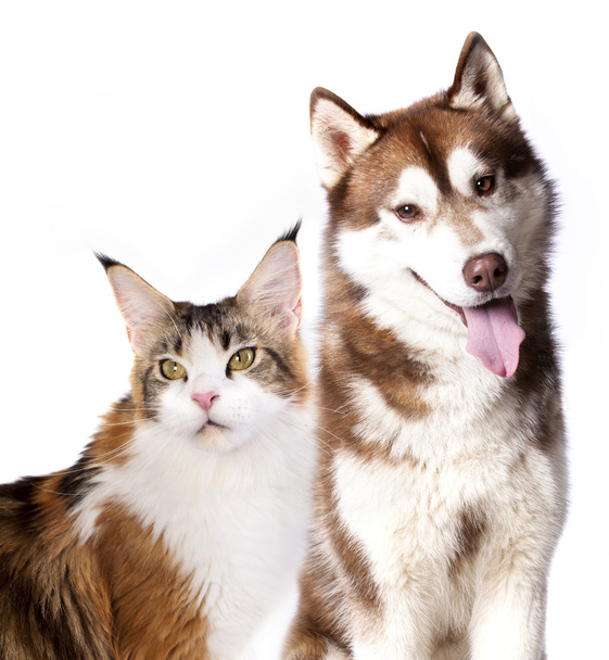 Cat and dog - Photo, Image