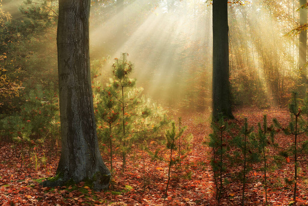 古林の秋の朝 - 写真・画像
