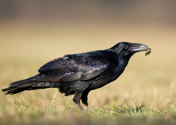 Kuzgun (Corvus corax) kapat - Fotoğraf, Görsel
