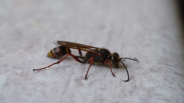 Wood wasp Siricidae Symphyta on a smooth surface with antennae macro - Footage, Video
