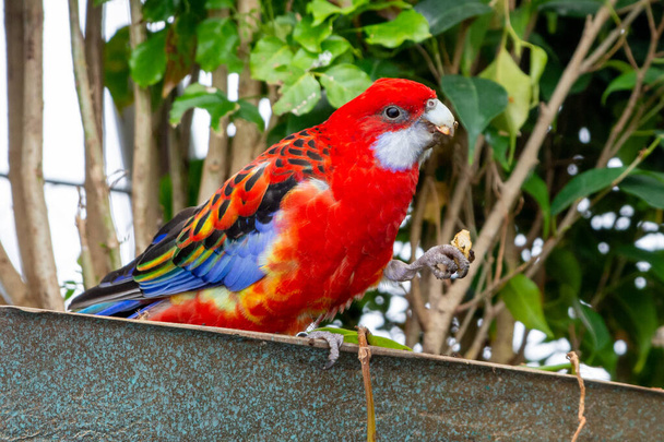 Jasnoczerwono-żółta wschodnia papuga róża (Platycercus eximius) pochodzi z południowo-wschodniej części kontynentu australijskiego i Tasmanii.. - Zdjęcie, obraz