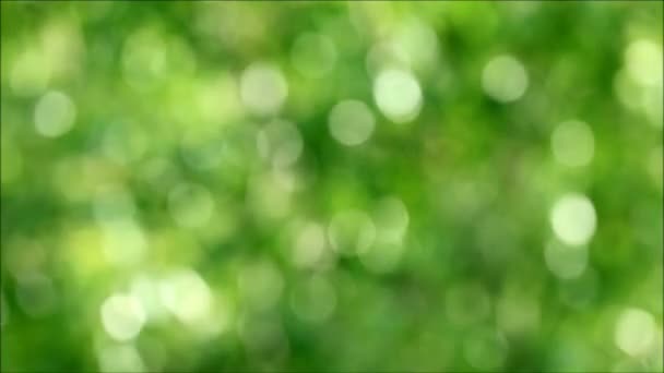 Η φύση αφηρημένη θολή από ζωντανό πράσινο φύλλωμα ή φύλλα δέντρων στον ήπιο άνεμο και το φως του ήλιου - Πλάνα, βίντεο