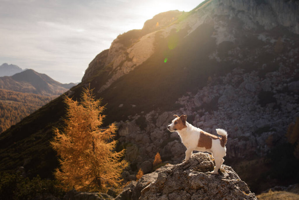 dog in the autumn mountains . Jack Russell Terrier in dolomites Alps. Italian landscape. Hiking with a pet - Photo, image