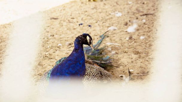 Beautiful peacock with a loose tail - Fotó, kép