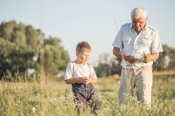 Ευτυχισμένος παππούς και εγγονός περπατούν στο καλοκαιρινό λιβάδι. Το χαριτωμένο αγόρι δίνει λουλούδια στον παππού του. - Φωτογραφία, εικόνα
