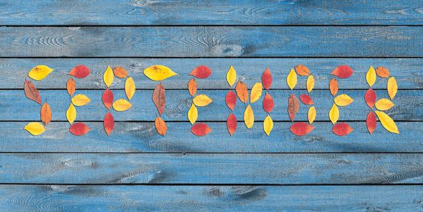 Zwrot Wrzesień ułożony jest z jesiennych liści na niebieskim drewnianym tle. Żółte i czerwone liście na drewnianej powierzchni. Koncepcja jesieni - Zdjęcie, obraz