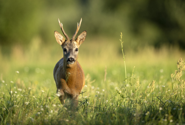 Roe deer buck (Capreolus capreolus) ) - Фото, изображение