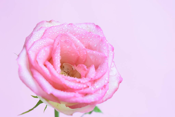 Розовая розовая голова с мягким фокусом на розовом фоне, весна, валентинный фон, басом, свадьба, винтаж, романтический, счастливый женский день, подарок, цветочный фон, роза с каплями воды - Фото, изображение
