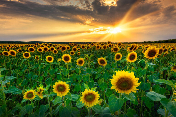 Schöner Sonnenuntergang über Sonnenblumenfeld - Foto, Bild