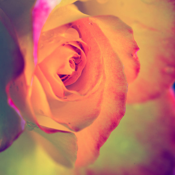 Gele roos close-up met waterdruppels .Verjaardagskaart. - Foto, afbeelding