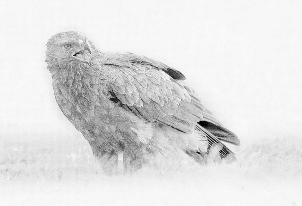 Lesser spotted eagle ( Clanga pomarina ) - sketch - Photo, Image