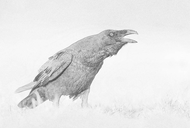 Raven (Corvus corax) close up - sketch - Photo, Image