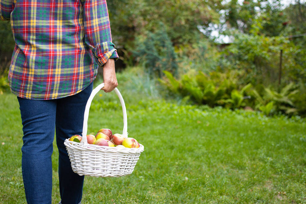 Chodící farmář v kostkované košili a džínách držící bílý proutěný košík s čerstvě sklizenými červenými organickými jablky v sadě na zeleném travnatém pozadí. Koncepce sklizně a zahradnictví.Kopírovací prostor.Zadní pohled - Fotografie, Obrázek