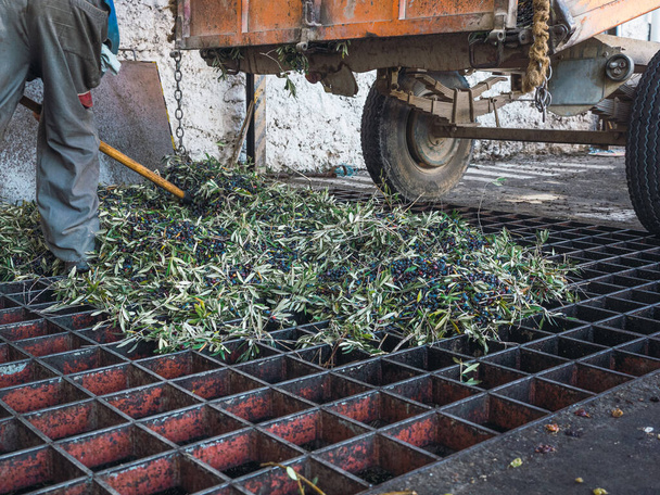 Carrello di scarico della raccolta delle olive per il processo di pulizia e defogliazione delle olive in un moderno frantoio - Foto, immagini