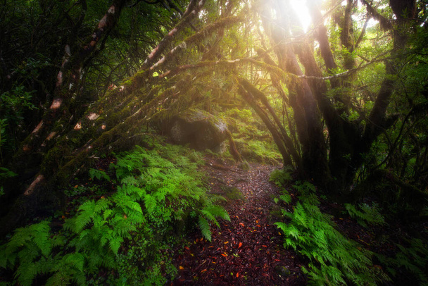 Bela manhã na floresta encantada - Foto, Imagem