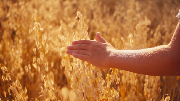 Замедленное движение ребенка, касающегося золотой пшеницы в поле - Кадры, видео