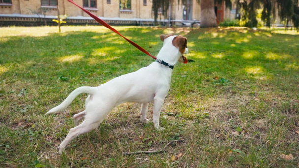 Jack Russell Terrier 'in ağır çekimde tasması çimlerin üzerinde duruyor. - Video, Çekim