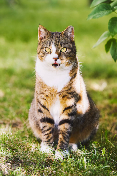 Eine schöne Hauskatze mit leuchtend gelben Augen sitzt im grünen Gras und blickt in die Kamera - Foto, Bild