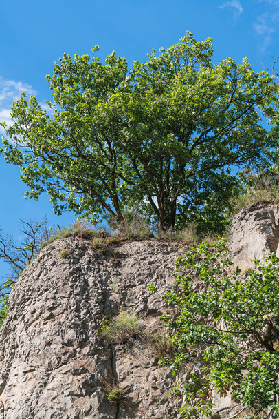 Green tree on the edge of a cliff in the forest. - Φωτογραφία, εικόνα