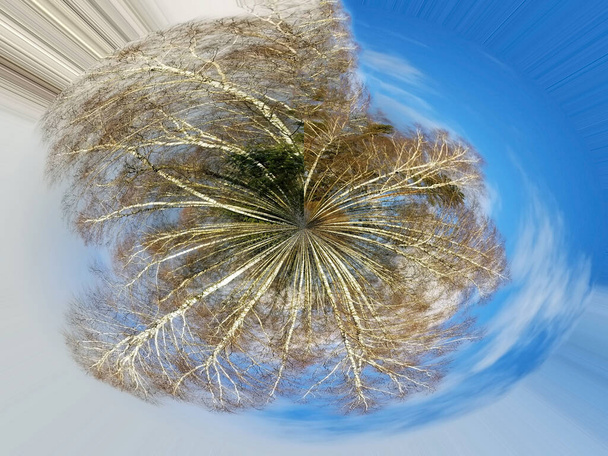 Mała transformacja planetarna sferycznej panoramy 360 stopni. Sferyczny abstrakcyjny widok z lotu ptaka na zimowy las brzozowy. Fantazja o wimter forest. - Zdjęcie, obraz
