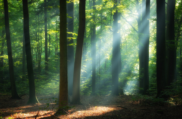 Beautiful sunrise in green forest - Photo, Image