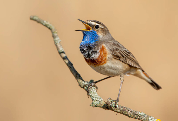 Блакитна пташка, що сидить на тростині (Лусинці
 ) - Фото, зображення