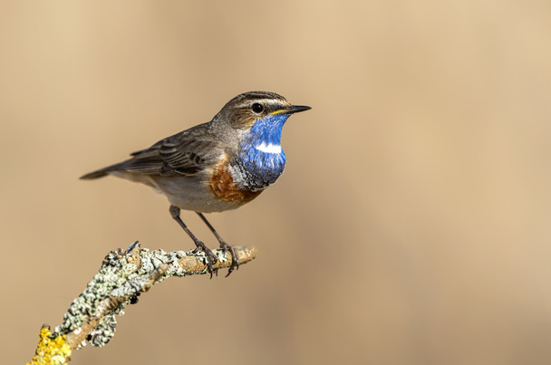 Bluethroat bird sitting on the reed ( Luscinia svecica ) - Foto, Bild