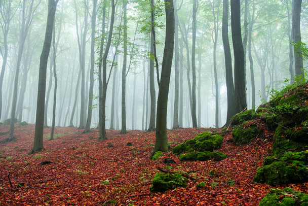 mistige ochtend in groen bos - Foto, afbeelding