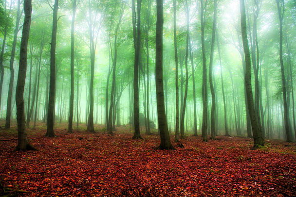 Nebeliger Morgen im grünen Wald - Foto, Bild
