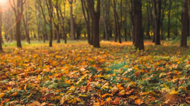 unfocused autumn park outdoor nature scenic view falling leaves background and sun light glare October seasonal concept picture - Photo, Image