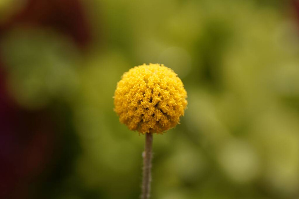Květina z botton rostliny, Craspedia globosa.  - Fotografie, Obrázek