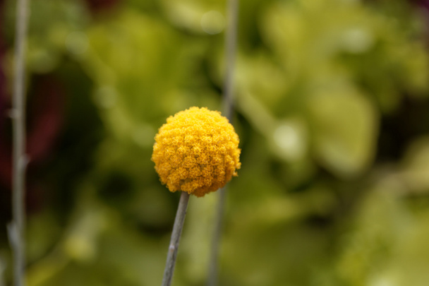 Flor de una planta botton billy, Craspedia globosa.  - Foto, imagen